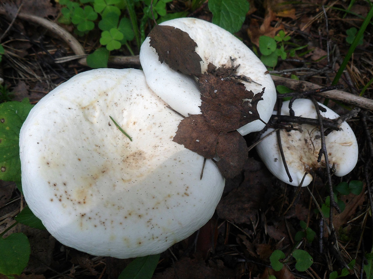 Lactifluus piperatus AMF 20170802-03