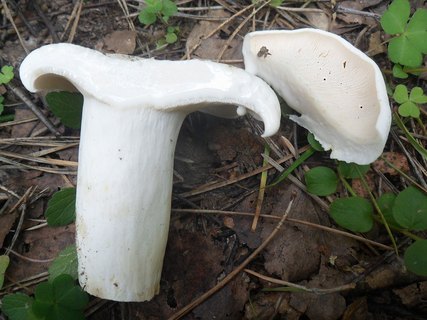 Lactifluus piperatus AMF 20170802-04