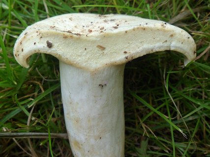 Lactifluus piperatus AMF 20170802-06