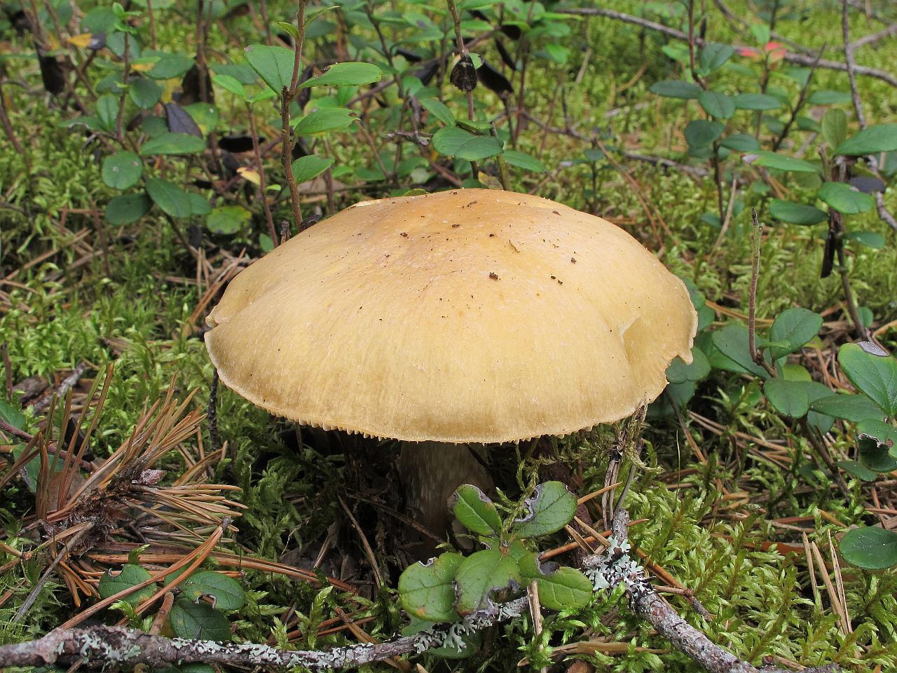 Cortinarius caperatus