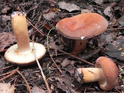 Lactifluus volemus AMF 2014хххх-08