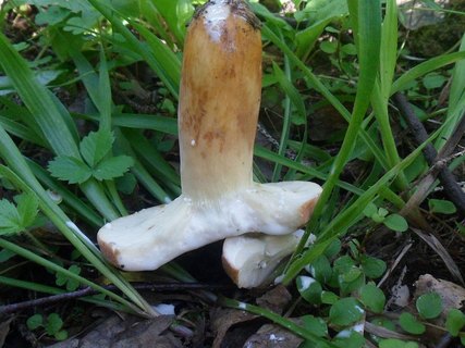 Lactifluus volemus AMF 20160717-04