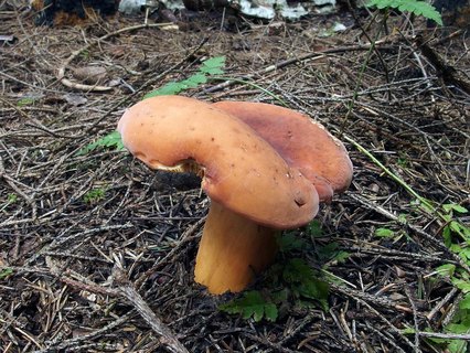 Lactifluus volemus MVK 20130830-01