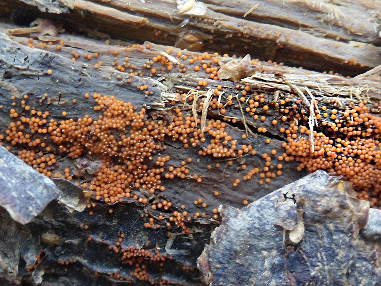 Nectria peziza