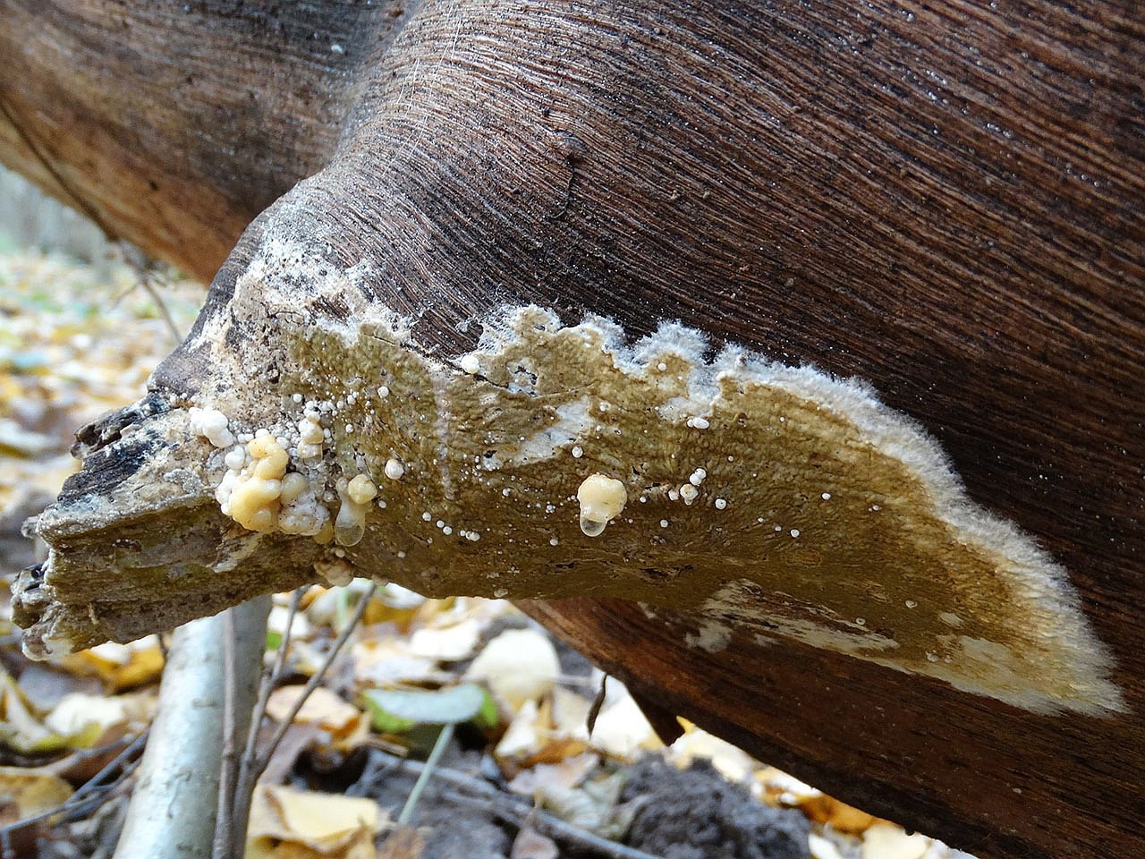 Nodulisporium