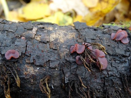 Ascocoryne cyclichnium AMF 20171018-01