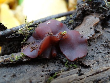 Ascocoryne cyclichnium AMF 20171018-02