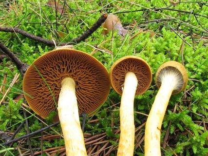 Cortinarius cinnamomeus