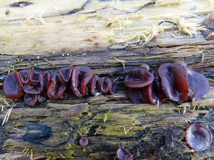 Ascocoryne cyclichnium AMF 20171108-03