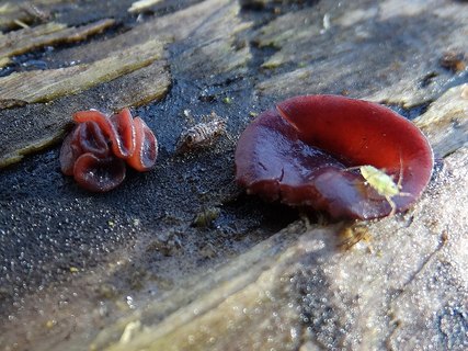 Ascocoryne cyclichnium AMF 20171108-04