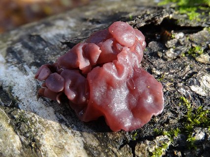 Ascocoryne cyclichnium AMF 20171108-06