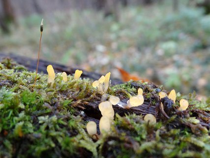 Calocera pallidospathulata AMF 20171017-01