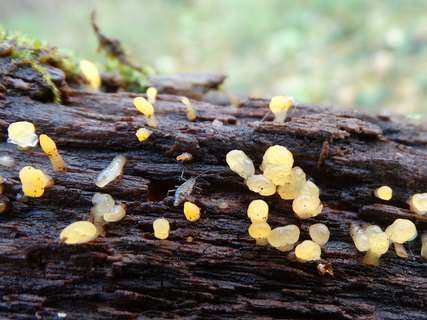 Calocera pallidospathulata AMF 20171017-02