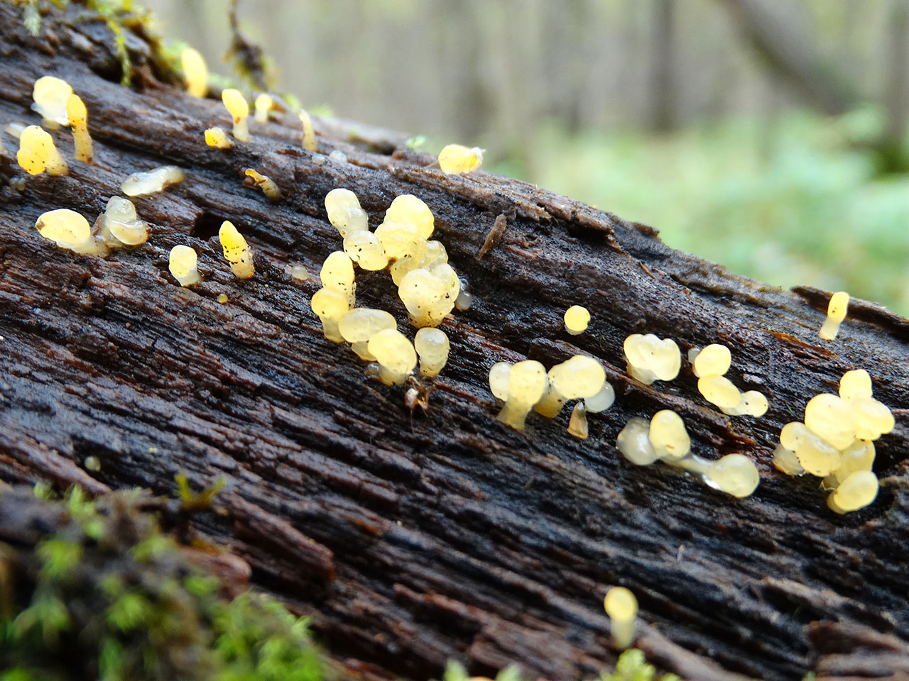 Calocera pallidospathulata AMF 20171017-03