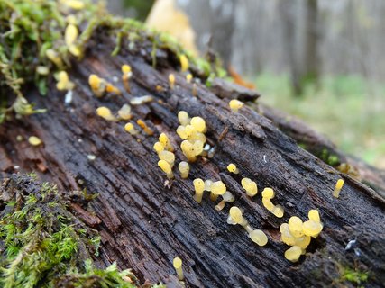 Calocera pallidospathulata AMF 20171018-04