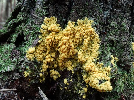 Fuligo muscorum AMF 20170911-01