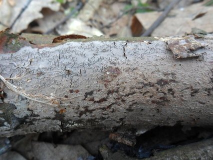 Peniophora cinerea AMF 20170406-01