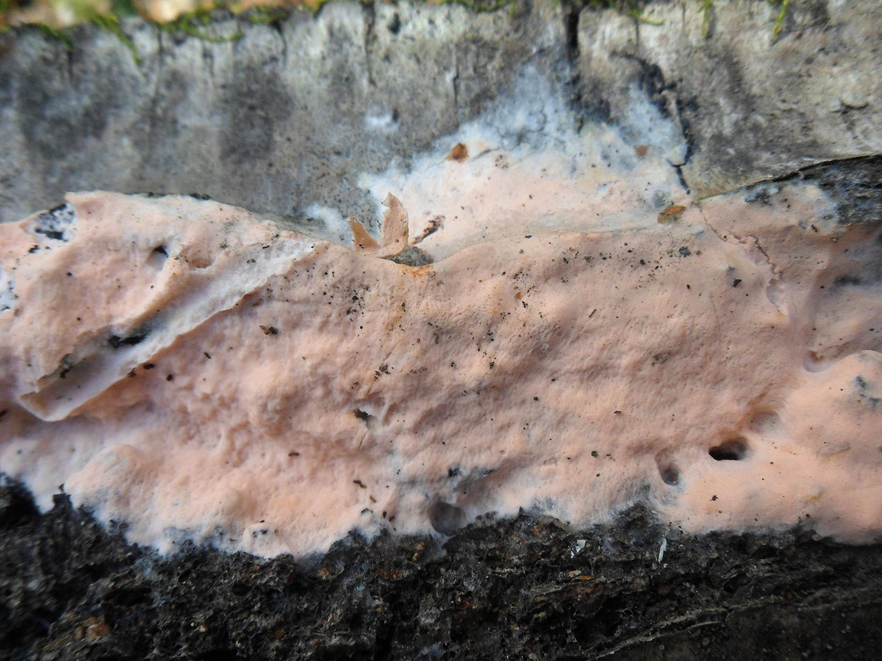 Peniophora incarnata AMF 20170415-05