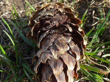 Pucciniastrum areolatum AMF 20170430-01
