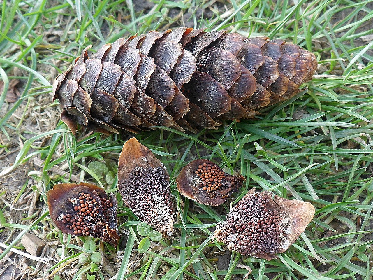 Pucciniastrum areolatum AMF 20170430-02