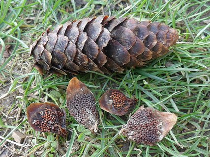 Pucciniastrum areolatum AMF 20170430-02