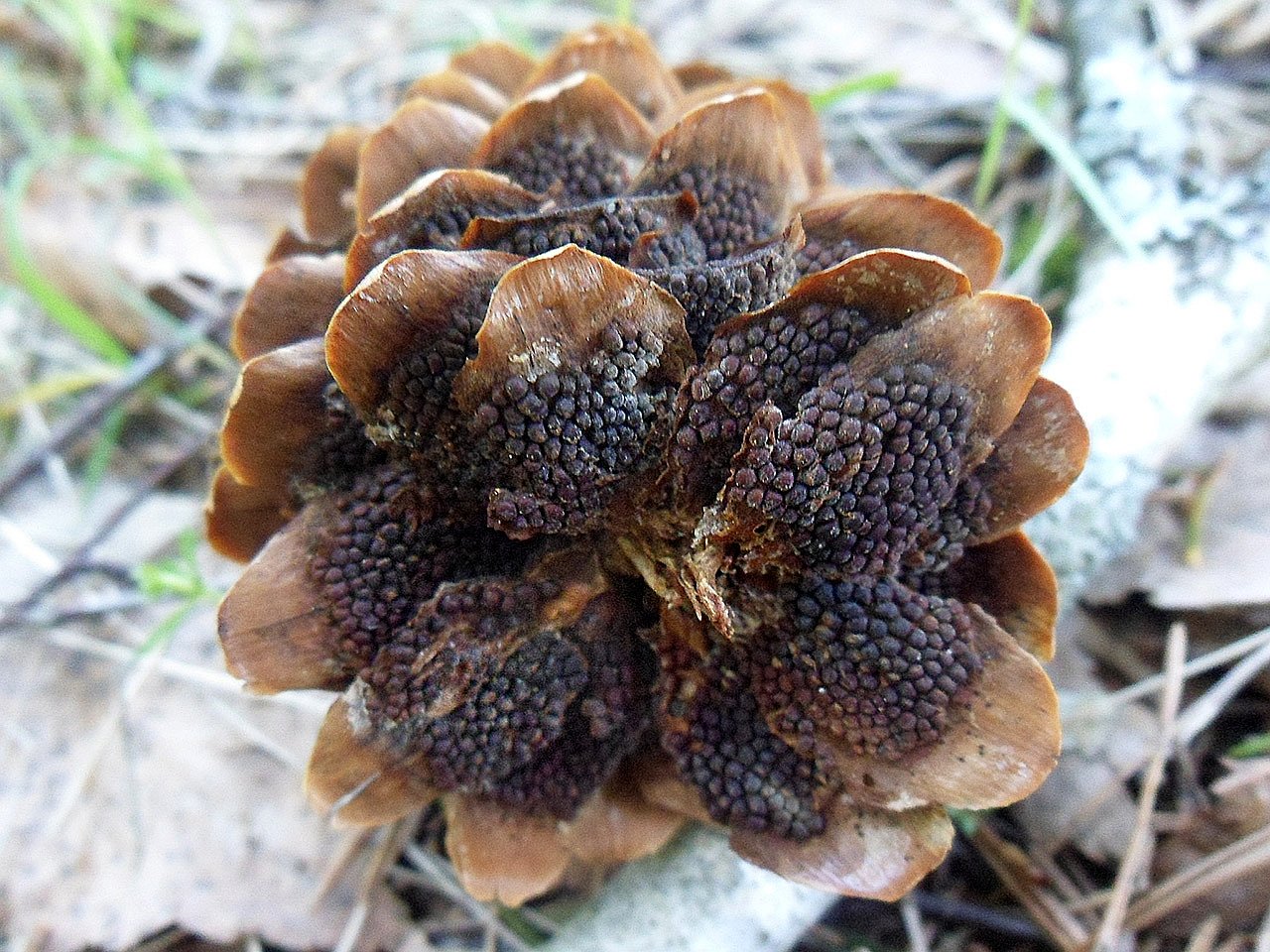 Pucciniastrum areolatum AMF 20170514-04