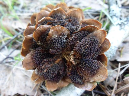 Pucciniastrum areolatum AMF 20170514-04