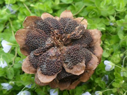 Pucciniastrum areolatum AMF 20170601-03