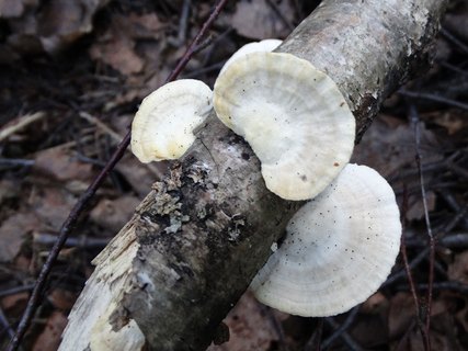 Antrodiella faginea AMF 20170720-02