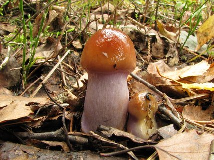 Cortinarius collinitus
