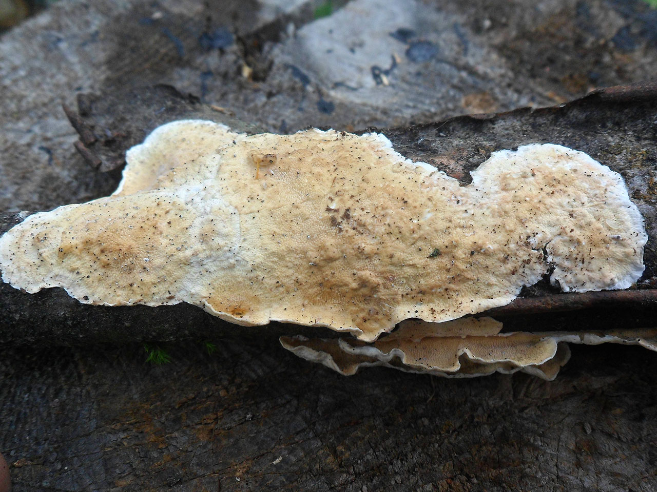 Byssomerulius corium AMF 20170804-01
