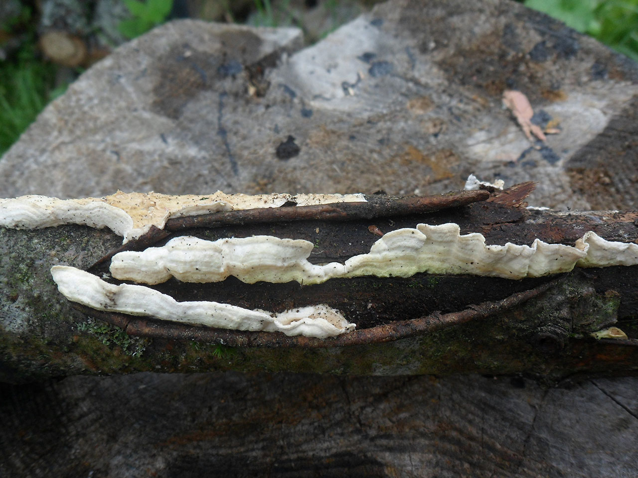 Byssomerulius corium AMF 20170804-02