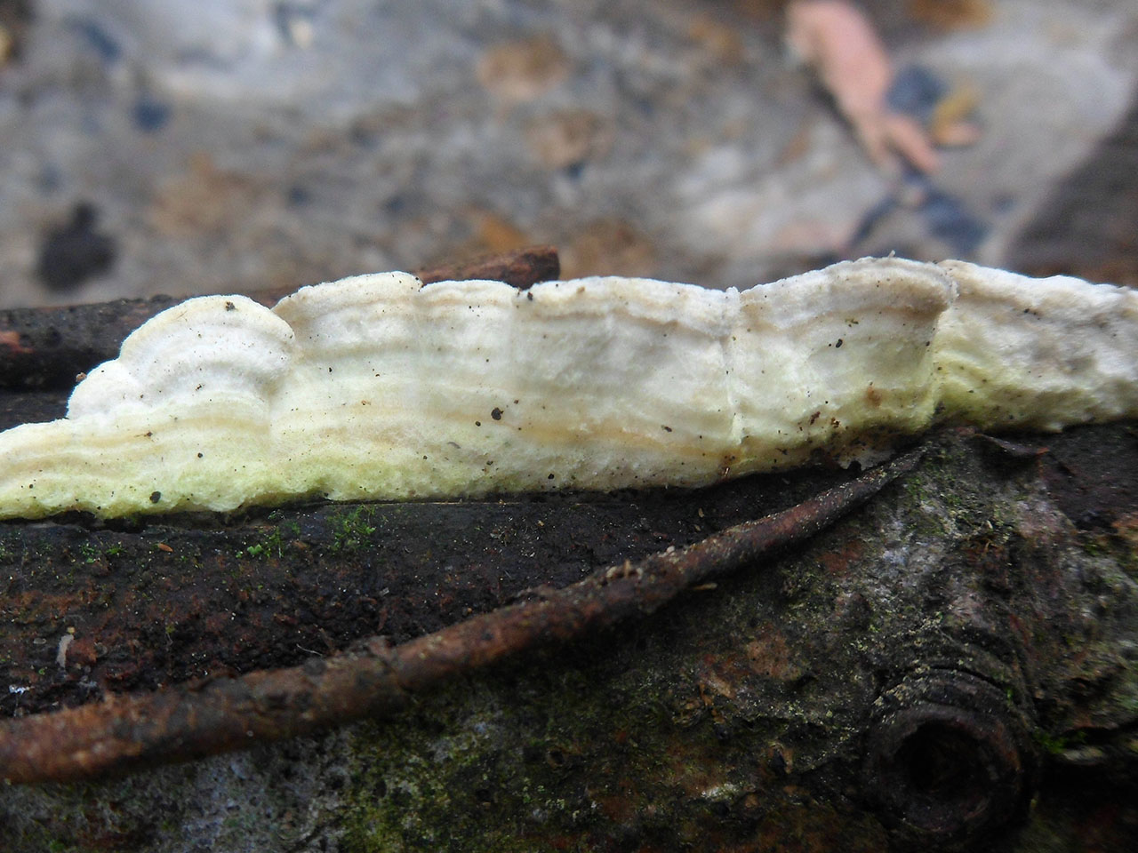 Byssomerulius corium AMF 20170804-03