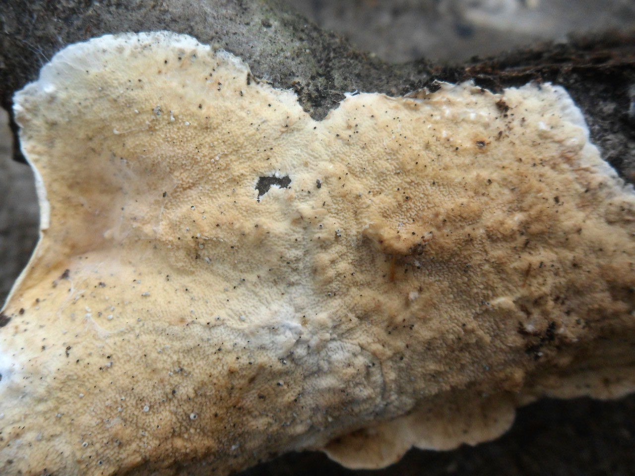 Byssomerulius corium AMF 20170804-04