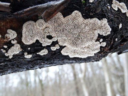 Cerioporus mollis AMF 20171217-02