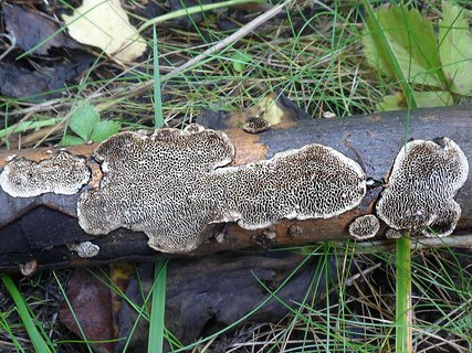 Cerioporus mollis AMF 20140901-03