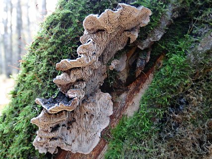 Cerioporus mollis AMF 20171017-04
