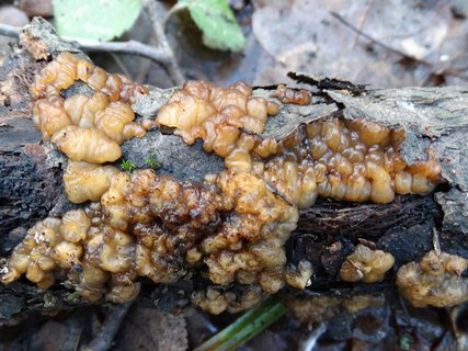 Exidia cartilaginea AMF 20180104-03