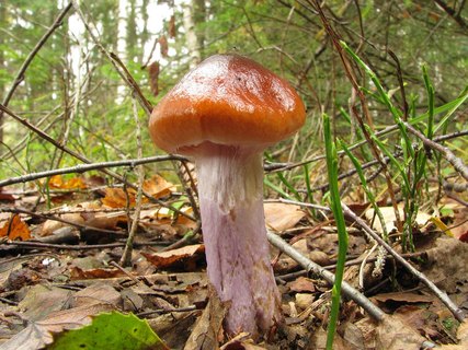 Cortinarius collinitus