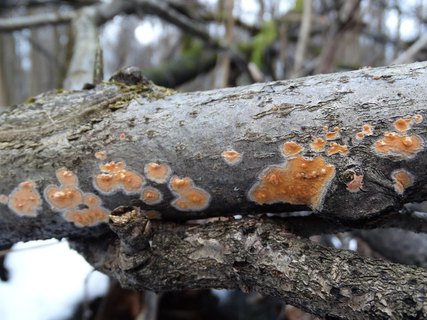 Peniophora aurantiaca AMF 20180104-02
