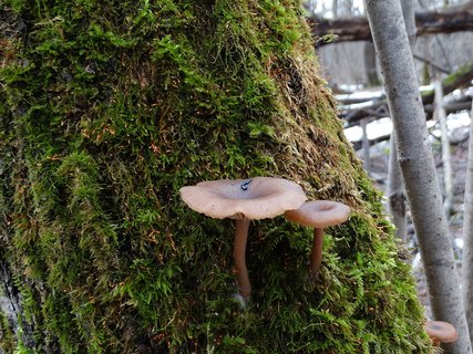 Pseudoclitocybe cyathiformis AMF 20180104-02