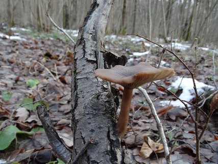 Pseudoclitocybe cyathiformis AMF 20180104-06
