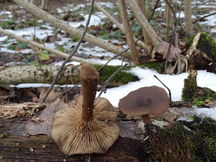 Pseudoclitocybe cyathiformis AMF 20180104-08