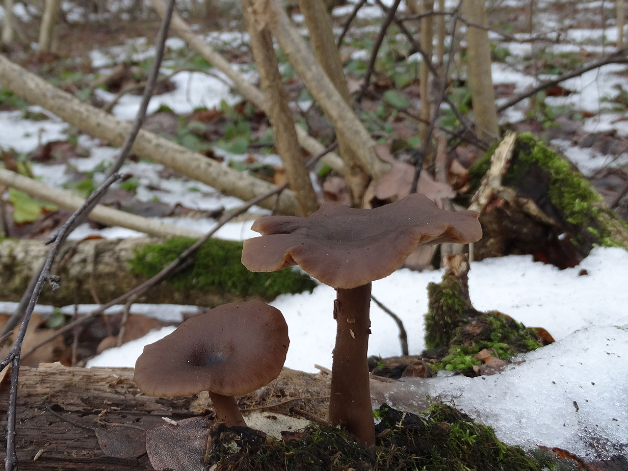 Pseudoclitocybe cyathiformis AMF 20180104-09