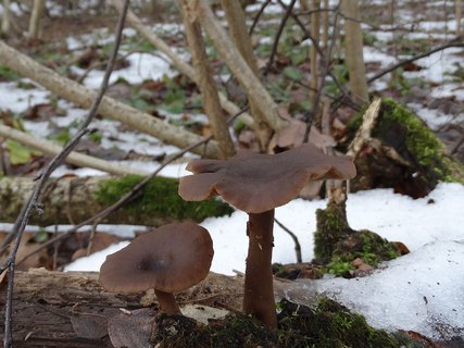 Pseudoclitocybe cyathiformis AMF 20180104-09