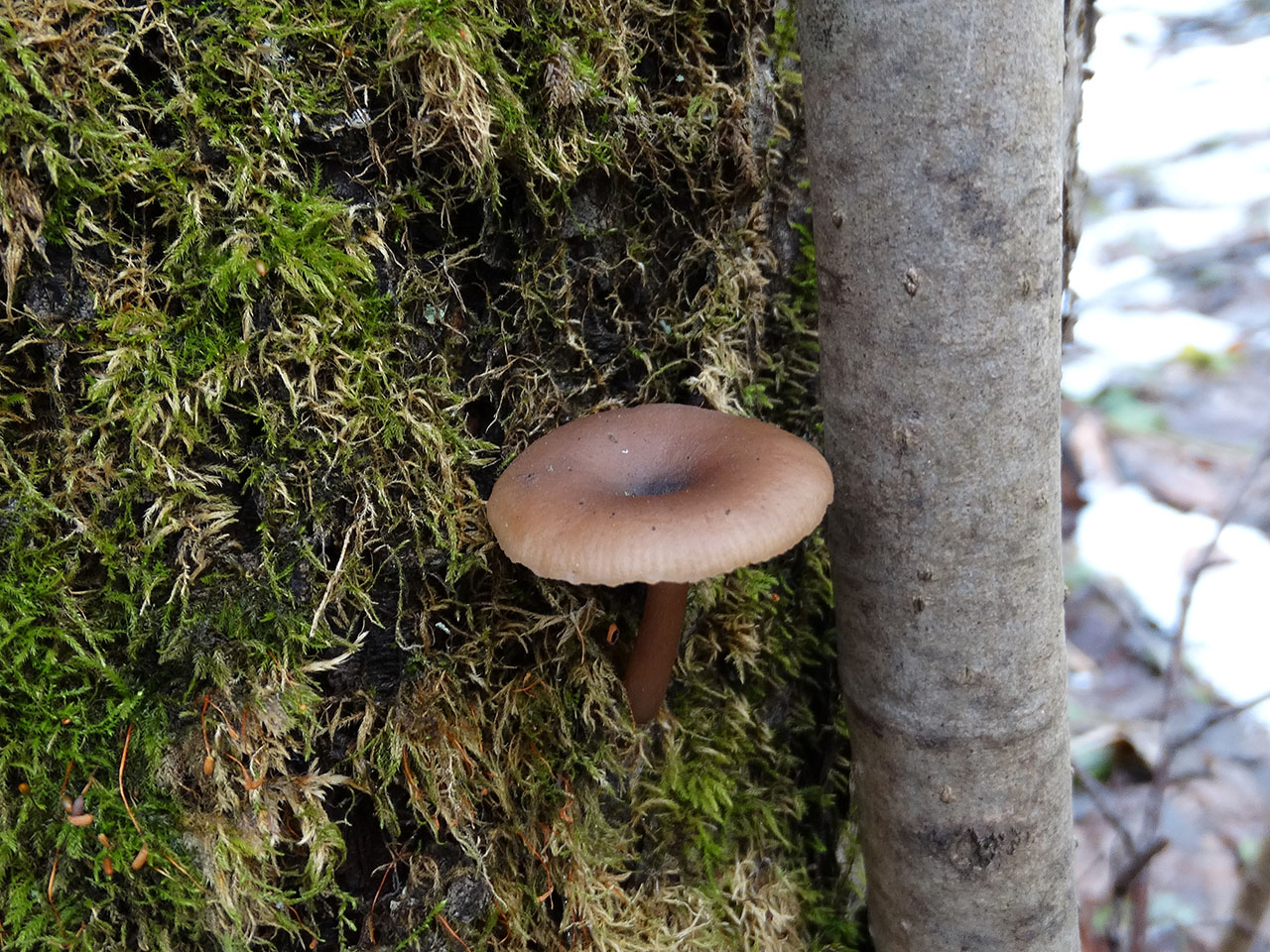 Pseudoclitocybe cyathiformis AMF 20180104-10