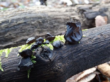 Exidia truncata AMF 20180104-05