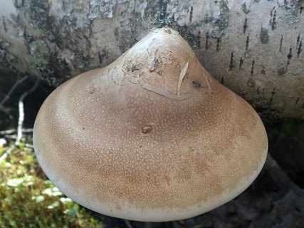 Fomitopsis betulina AMF 20140816-12