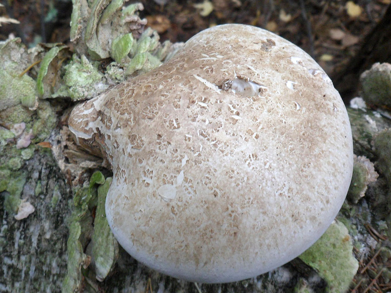 Fomitopsis betulina AMF 20140901-13