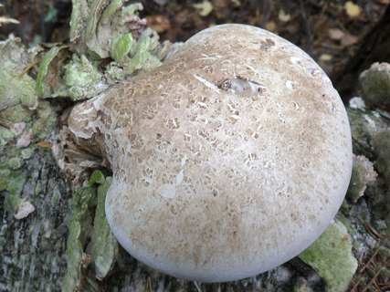 Fomitopsis betulina AMF 20140901-13